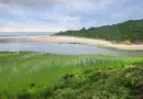 Bretagne : Une plage encore fermée au public à cause des algues vertes